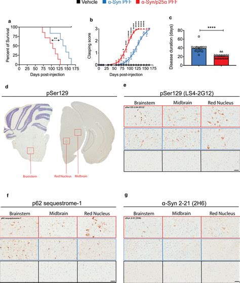 Intramuscular Injection Of α Synp25α Pff Induces Earlier And More