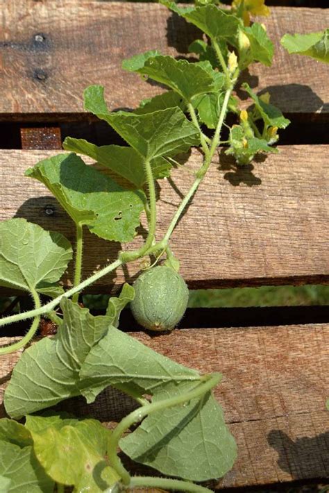 How To Grow Cantaloupe In Containers Gardeners Path