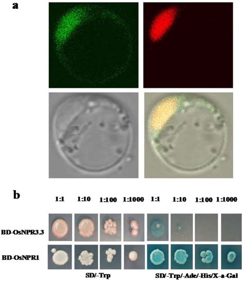 Subcellular Localization And Transcriptional Activation Analysis Of Download Scientific Diagram