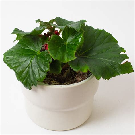 Begonia Baladin 13cm Pot Opperman Plants Ltd