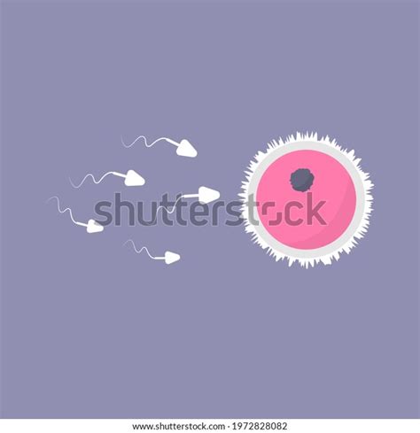 Process Human Fertilization Sperm Egg Vector Stock Vector Royalty Free