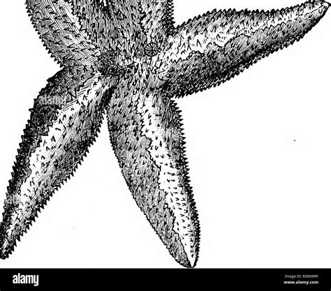 Brittle star Black and White Stock Photos & Images - Alamy