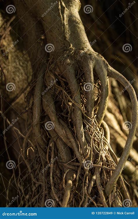 Golden Roots Of A Tree Look Like Human Hands Stock Image Image Of