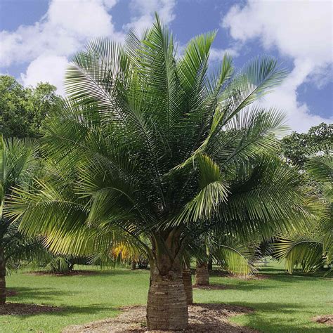 Palmeras De Interior Y Exterior Para Jardin Cuidados Variedades Y Riego