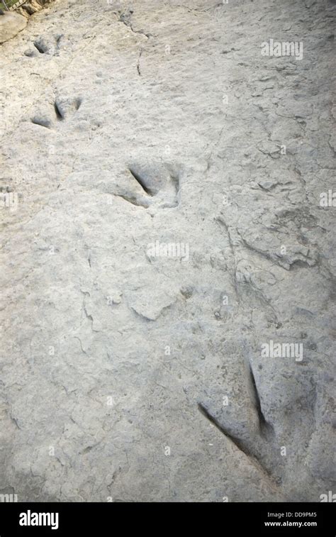 Fossilized Footprints Of A Bipedal Theropod Dinosaur In Valdecevillo