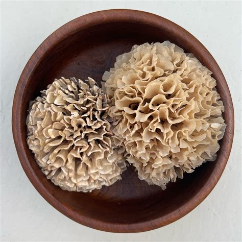 Cauliflower Mushroom - Foraged