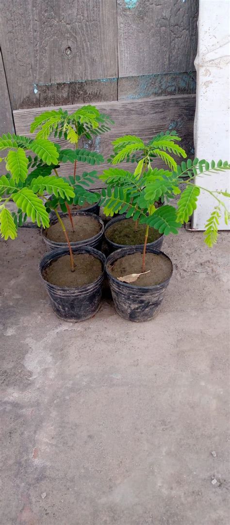 Tamarind Tree | Imli Plant Price in Pakistan | Lahore