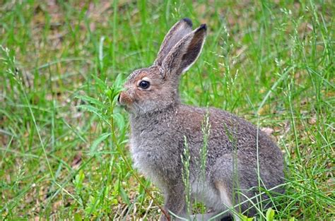 Mountain Hare