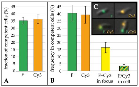 Biomolecules Free Full Text Cj0683 Is A Competence Protein