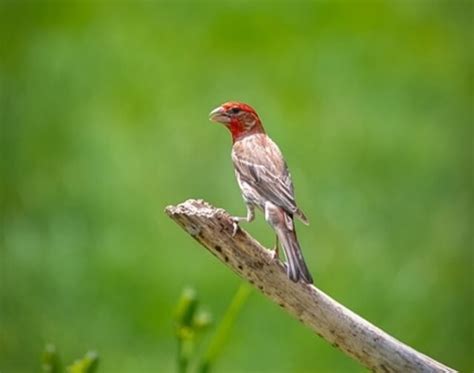 Birds That Look Like Sparrows Meet The Lookalikes