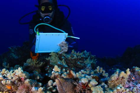 Scientists Are Trying To Save Coral Reefs Here S What S Working Whowhatwhy