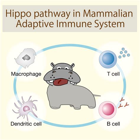 Cells Free Full Text Hippo Pathway In Mammalian Adaptive Immune System