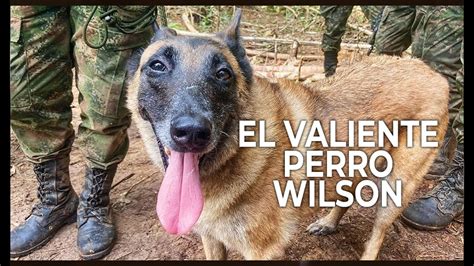 El VALIENTE Perro WILSON El perro héroe que rescató a niños indígenas