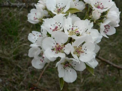 Pyrus Communis Subsp Pyraster Illustrations Eflore Tela Botanica