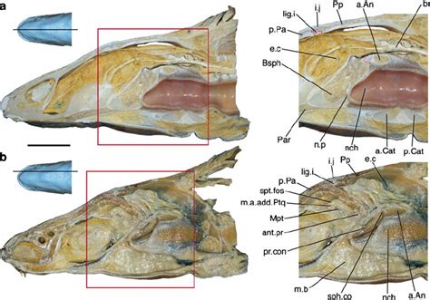 Intracranial joint anatomy in the coelacanth L. chalumnae Smith 1939. a ...