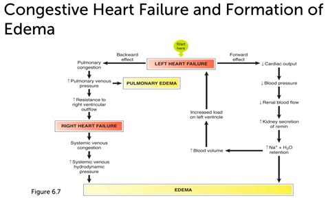 Heart Failure Pulmonary Edema