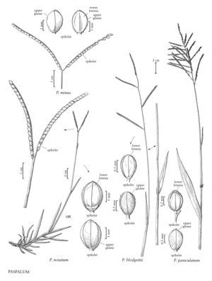 Paspalum Paniculatum FNA