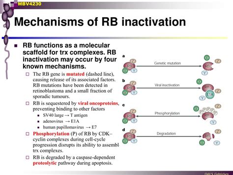 Ppt Rb And E Fs Linking Trx With Cell Cycle Powerpoint Presentation