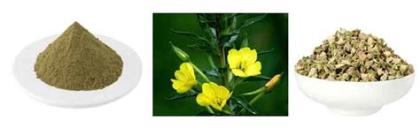 Natural Herbal Supplement Saponins Tribulus Terrestris Extract Powder