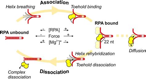 Dynamics Of Rpa On Dna Fork Initially Association Commences From A