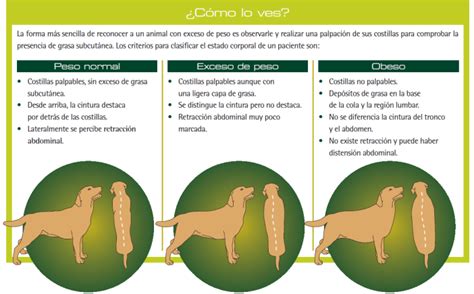 Consejos Para Prevenir La Obesidad En Tu Mascota