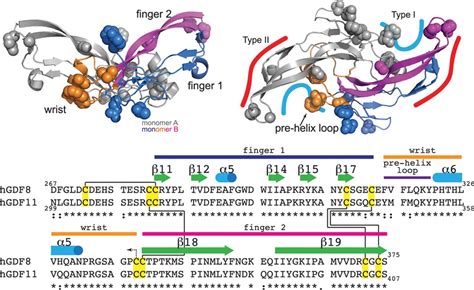 Biochemistry And Biology Of Gdf And Myostatin Circulation Research