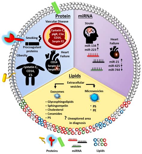 Extracellular Vesicles Mirnas New Diagnostic Markers In Cardiovascular