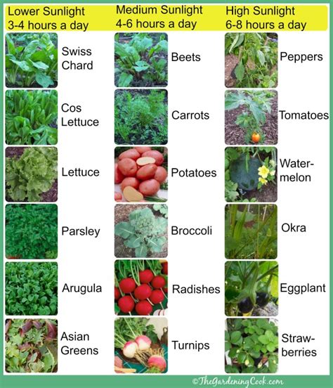 Shade Tolerant Vegetables Vs Sun Friendly Veggies