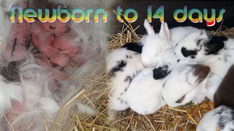 Rabbit Babies Newborn To Days Baby Bunny Kits Youtube