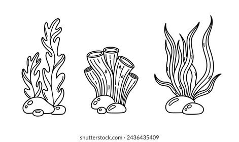 1,866 Line Drawing Kelp Images, Stock Photos, and Vectors | Shutterstock