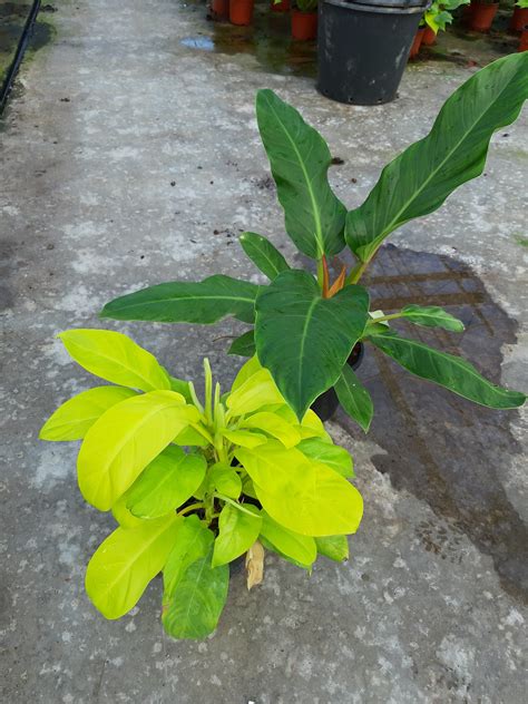 Philodendron Lemon Lime Green Id