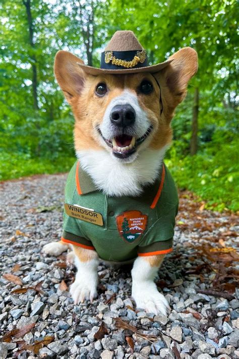 Dog Park Ranger Costume, Dog Halloween Costume, NPS, National Park ...