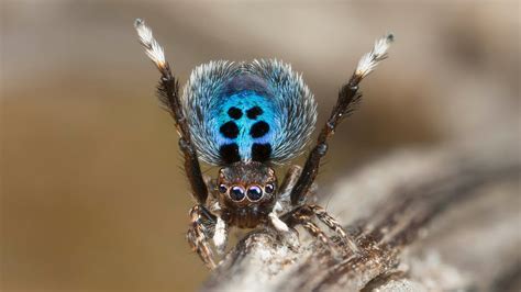 A Colorful Compilation Of Over 50 Graceful Peacock Spiders Dancing To The Disco Classic ‘stayin