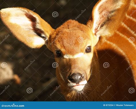 Baby Antelope Stock Images - Image: 873254