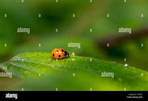 Nature ecological photography, microphotography, the world of insects Stock Photo - Alamy