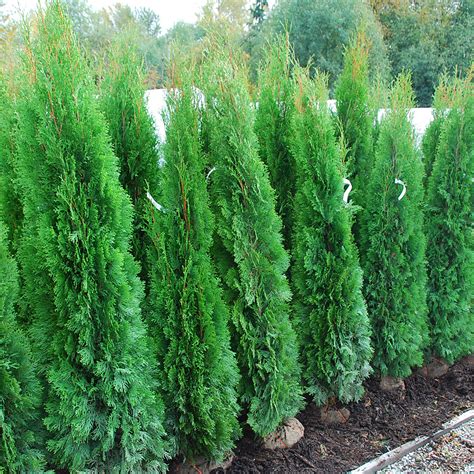 Hedging Cedars Arts Nursery Ltd