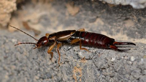 Dear Earwig – Bugs In Our Backyard