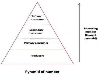 Draw the diagram of pyramid of number.