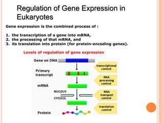 Regulation Of Gene Expression In Eukaryotes Ppt