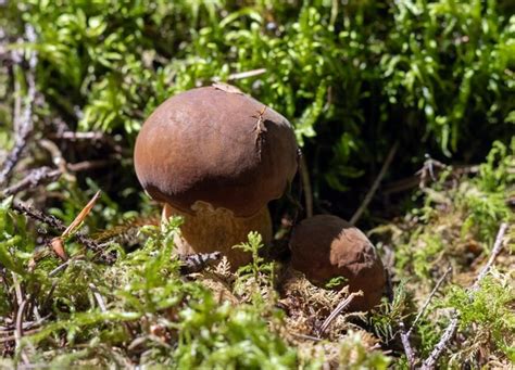 Premium Photo Mushrooms Admirable Bolete Aureoboletus Mirabilis