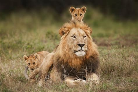 🔥 Male lion babysitting his cubs. : r/NatureIsFuckingLit