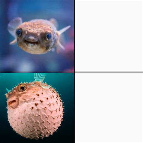 Invest in puffer fish meme!!! : MemeEconomy