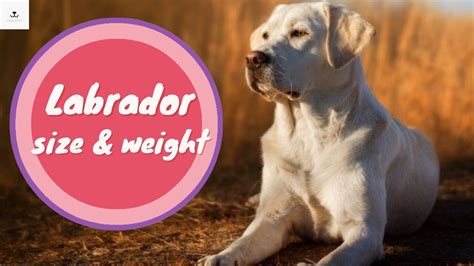 Labrador Retriever Size & Weight Chart - - Dogsbrief