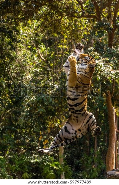 Tiger Attacking Prey Midair Stock Photo 597977489 | Shutterstock