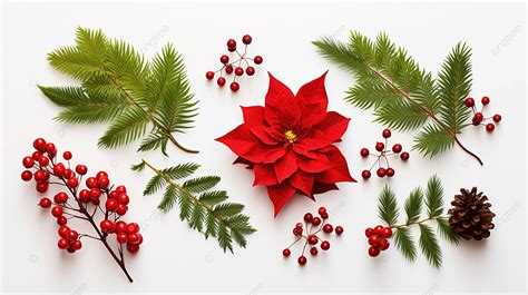 Floral Flat Lay Red Christmas Flower Poinsettia And Thuja Branches Over