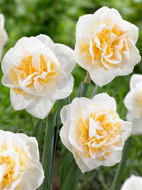 Buy Daffodil Bulbs Peach Prince Dutchgrown™