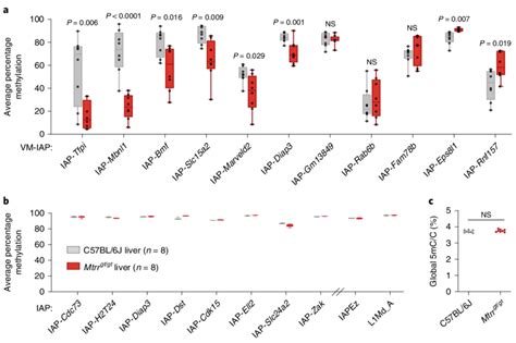 A Mouse Model Of Abnormal Folate Metabolism Exhibits Altered Vm Iap