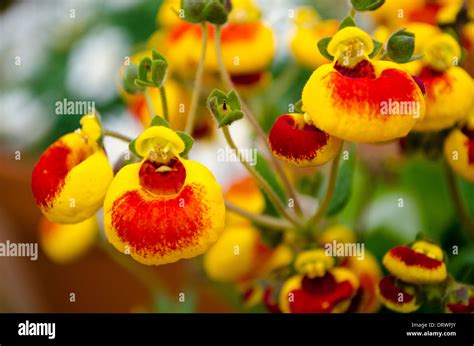 Calceolaria Sunset Hi Res Stock Photography And Images Alamy