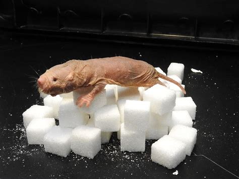 The Bizarre Biology Of The Naked Mole Rat Means Oxygen Is A Bonus The