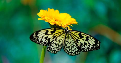 kumpulan fakta unik  mengagumkan kupu kupu kitacerdascom